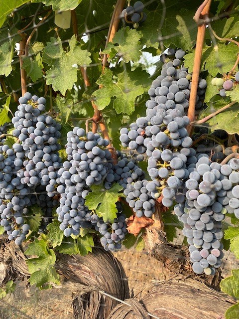 Photo of Floating Balance Cellars