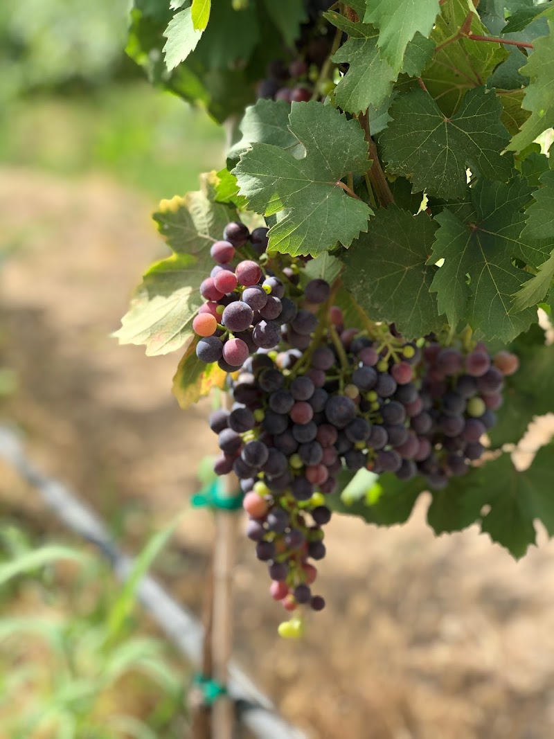 Photo of C R Sandidge Wines