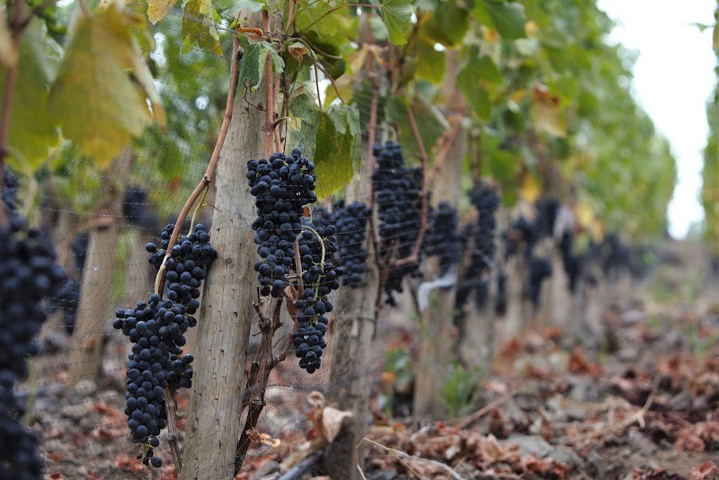 Photo of Sleight of Hand Cellars