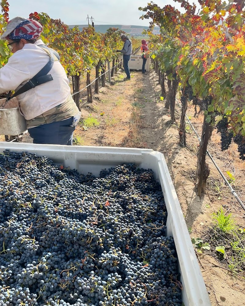 Photo of Obelisco Estate Winery