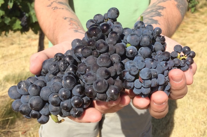 Photo of Lagana Cellars