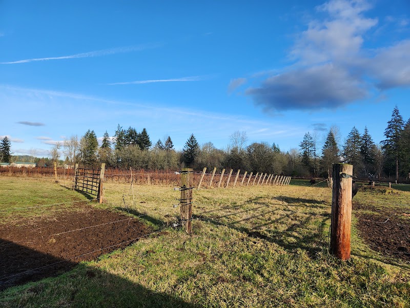 Photo of York Farm Vineyard