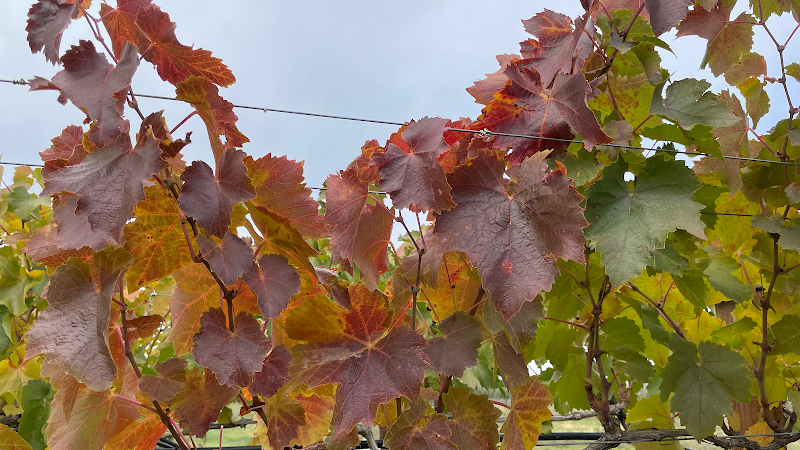 Photo of Paradisos del Sol Winery and Organic Vineyard