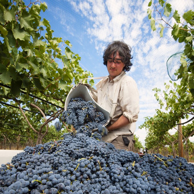 Photo of Paradisos del Sol Winery and Organic Vineyard