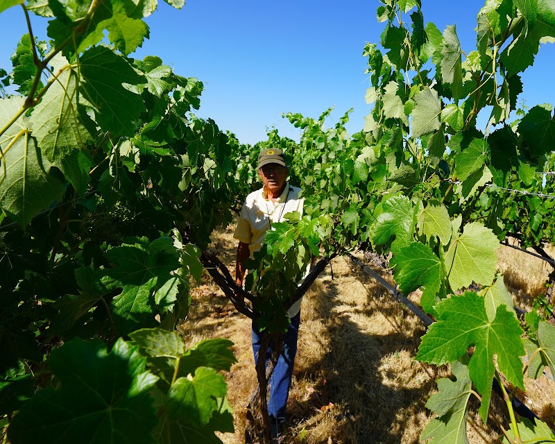 Photo of Paradisos del Sol Winery and Organic Vineyard