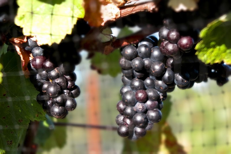 Photo of Stavalaura Vineyard