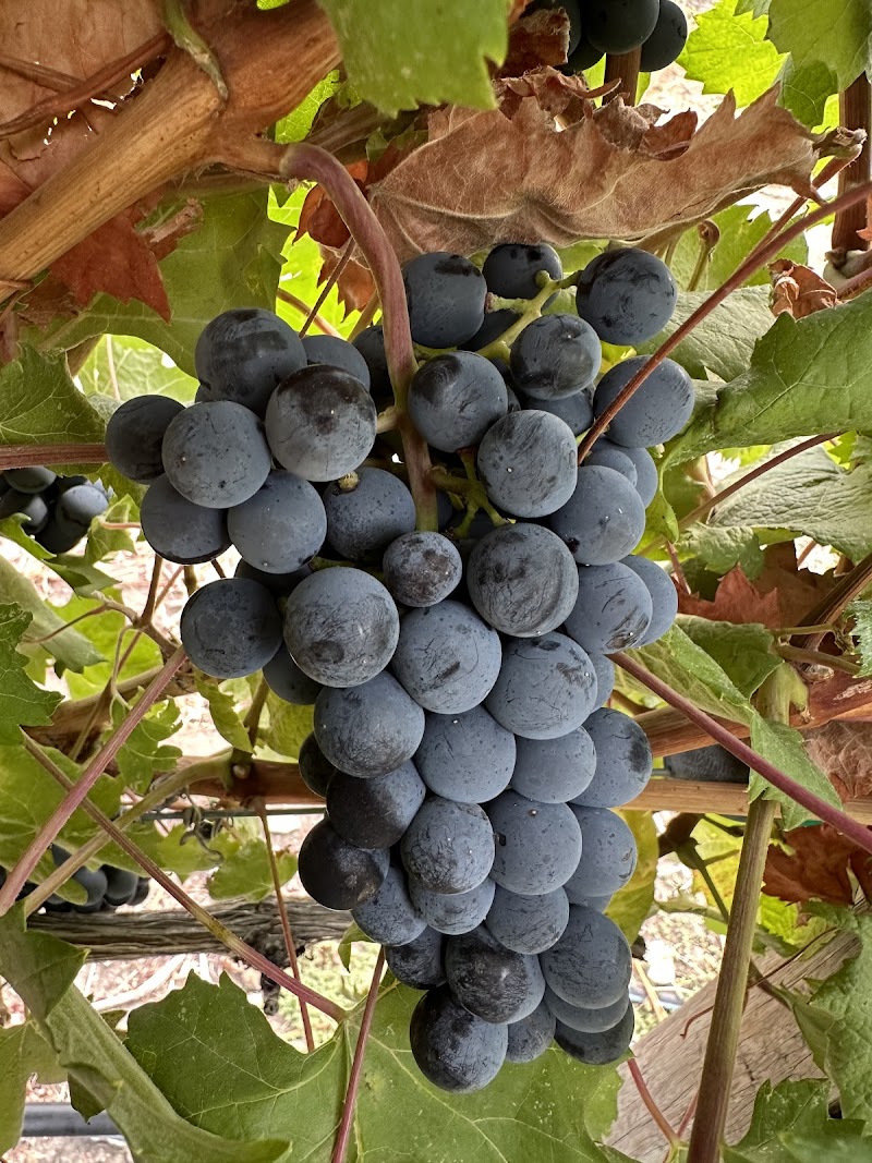 Photo of Ventimiglia Cellars