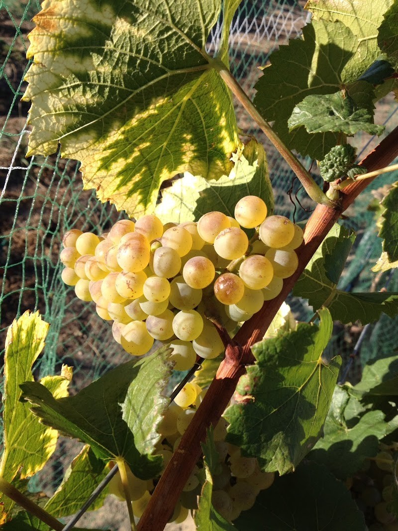 Photo of Tildio Winery