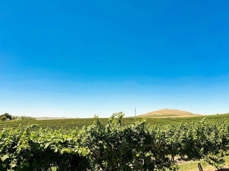 Photo of Badger Mountain Organic Winery