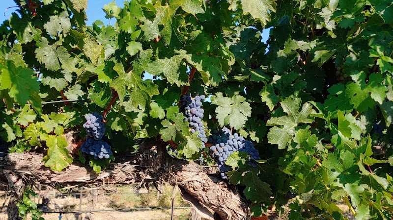 Photo of Chandler Reach Estate Winery