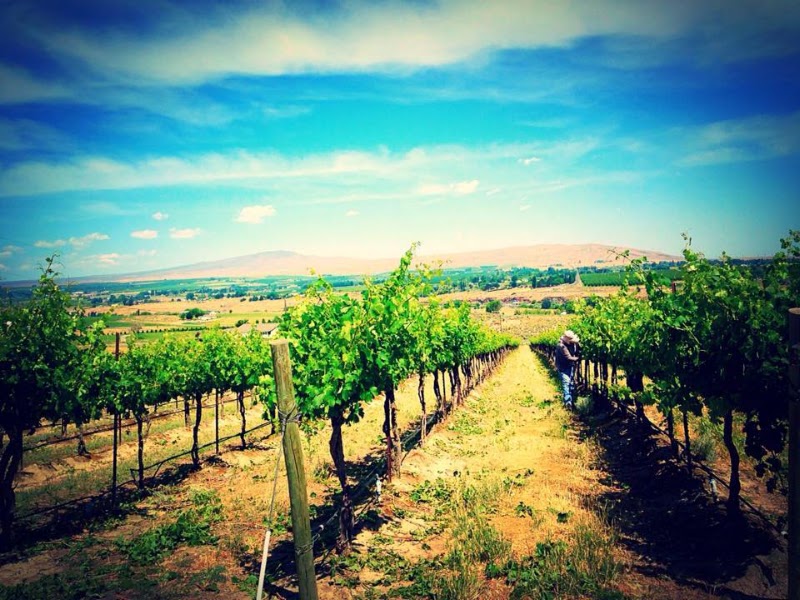 Photo of Chandler Reach Estate Winery