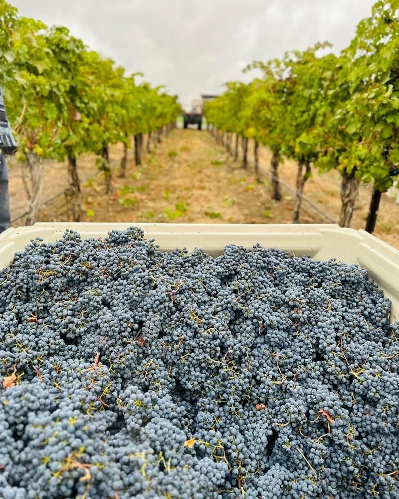 Photo of VanArnam Vineyards