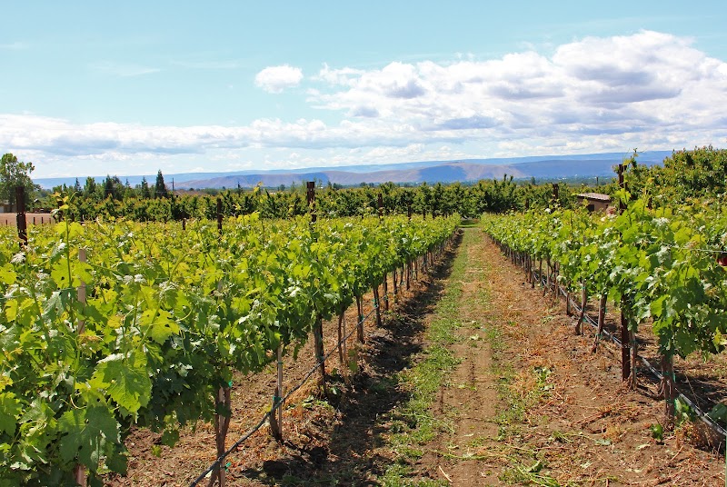 Photo of VanArnam Vineyards