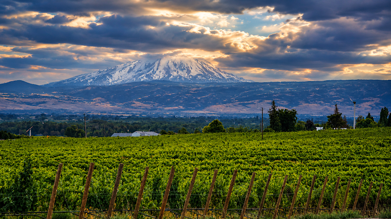 Photo of VanArnam Vineyards