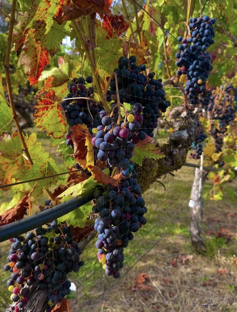 Photo of 14 Acres Vineyard and Winery