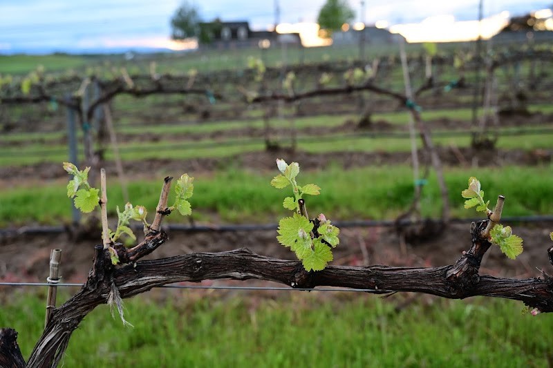 Photo of Patterson Cellars Walla Walla Tasting Room & Vineyards