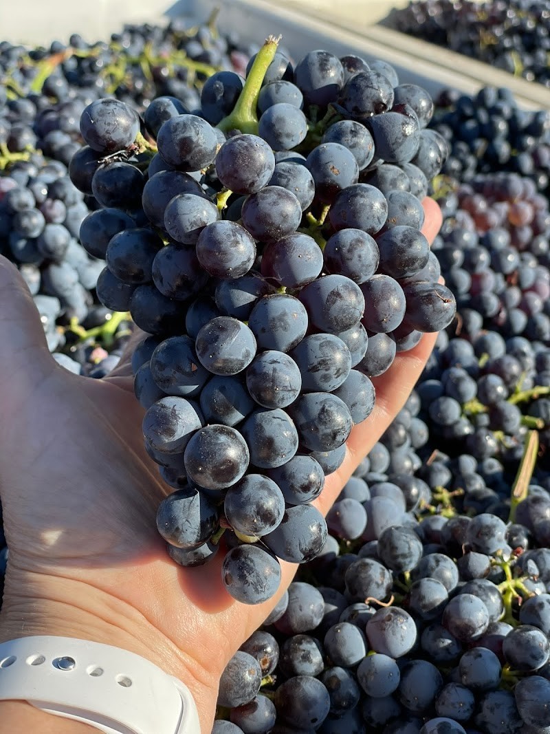 Photo of Spruce Hill Winery