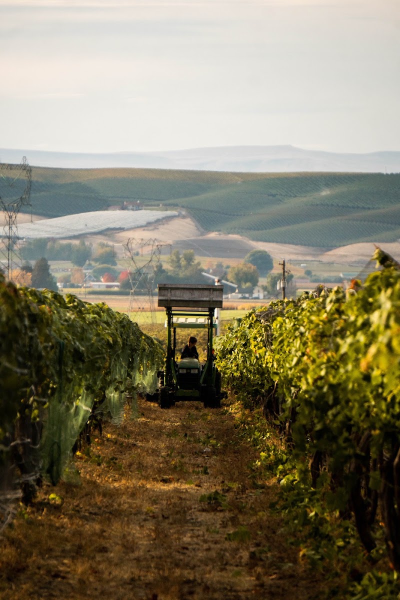 Photo of Dichotomy Vineyards