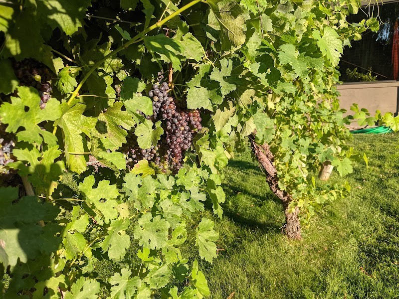 Photo of Wapato Point Cellars