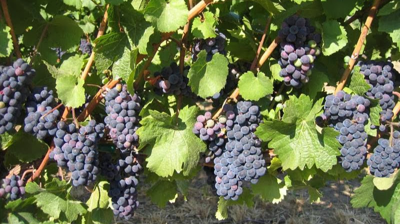 Garnier Vineyards
