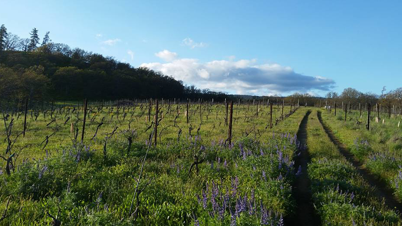 Photo of Klickitat Canyon Winery Tasting Room and Farm Store