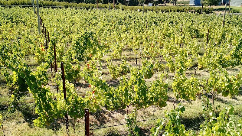 Photo of Tanjuli Winery