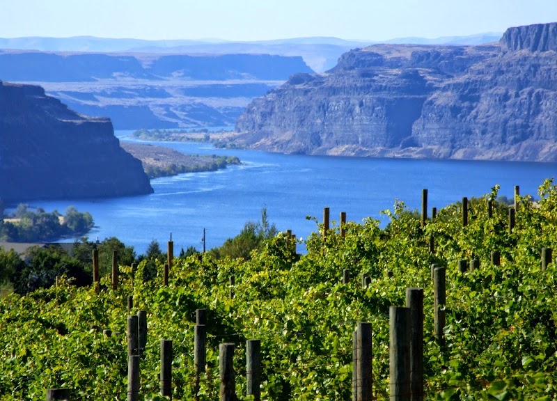 Photo of White Heron Cellars