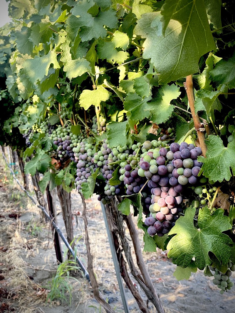 Photo of Palencia Winery - Palencia Family Estate
