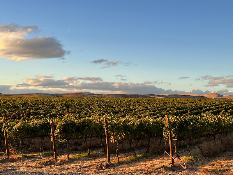 Photo of Dineen Vineyards