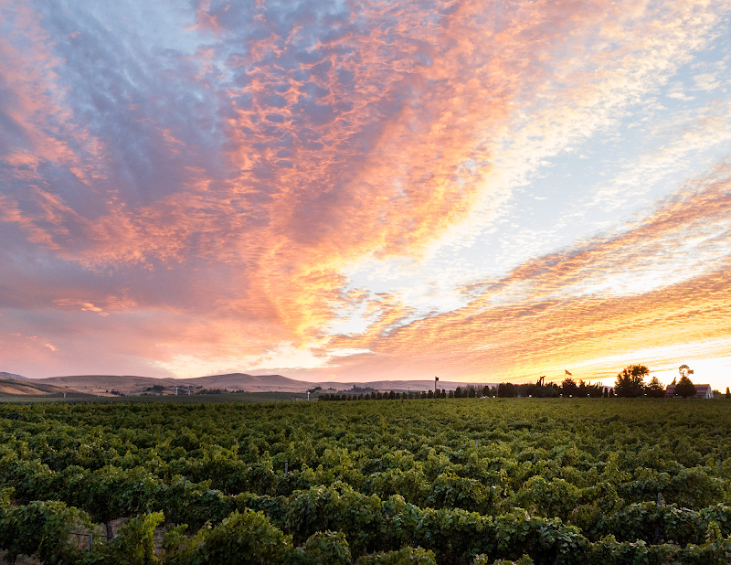 Photo of Hyatt Vineyards