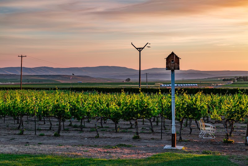 Photo of Burke Vineyard