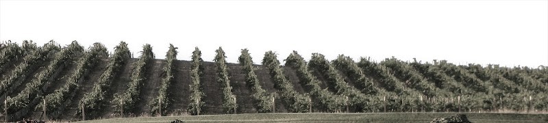 Photo of DILLON CELLARS