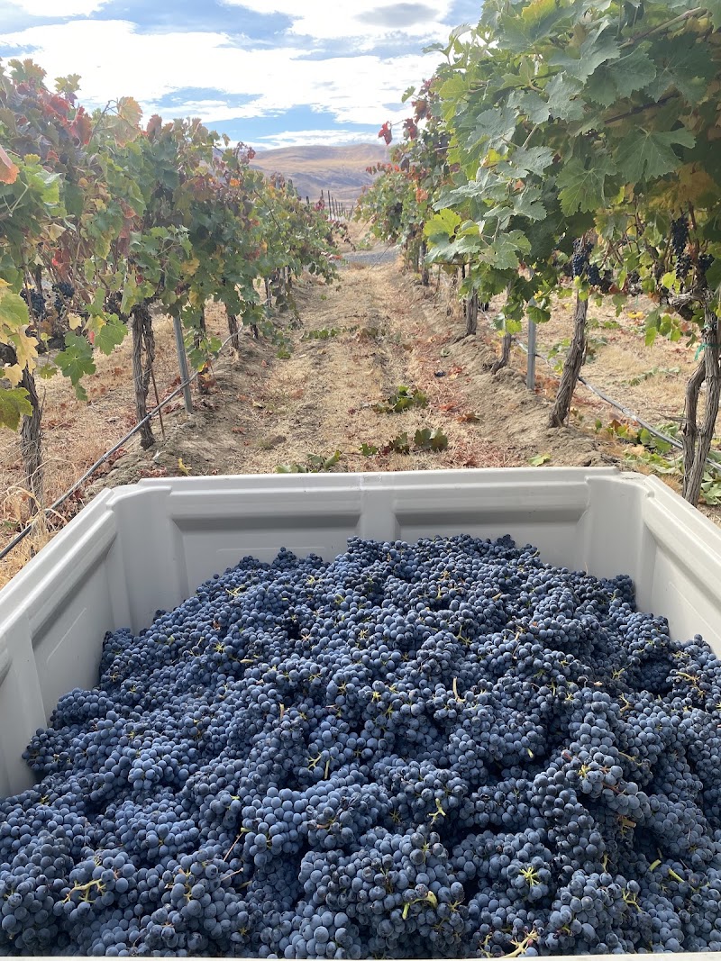 Photo of Knox Road Vineyard