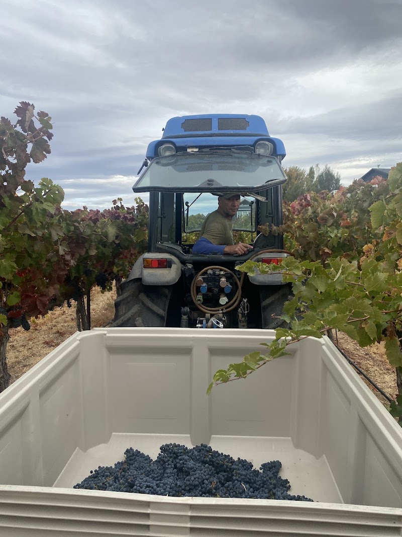 Photo of Knox Road Vineyard