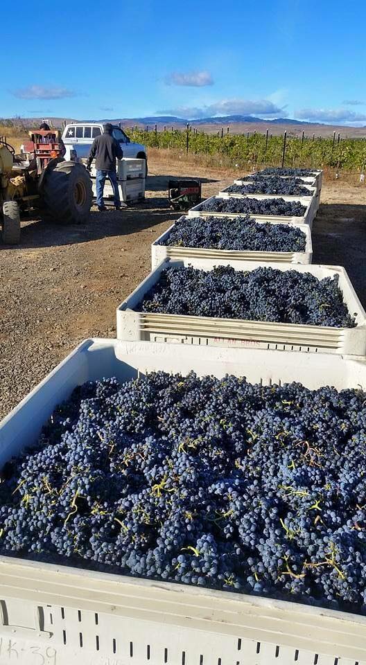 Photo of Naches Heights Vineyard